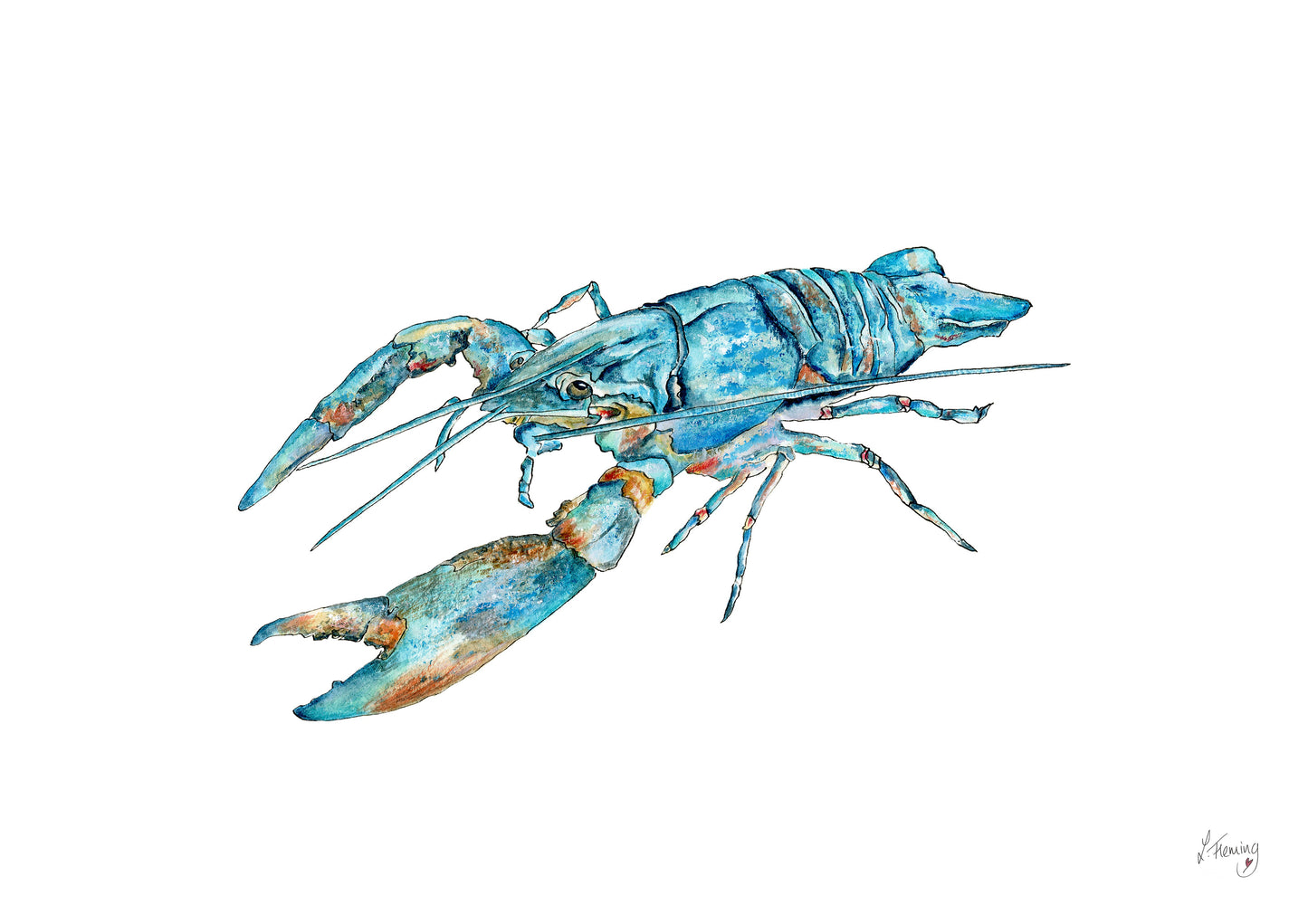 Lobster blues – print